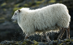 Schafe frieren nicht, wenn es regnet. Daher funktioniert Schafwoll-Dämmung auch, wenn sie feucht wird